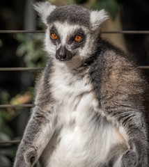 Lemur enjoying the sun 
