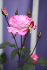 Pink rose in the garden