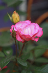 Pink rose in the garden