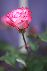 Pink rose in the garden