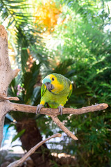 Beautiful green amazon parrot among green branches of palm trees