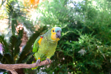 Beautiful green amazon parrot among green branches of palm trees