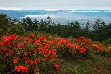 【山梨県】甘利山のレンゲツツジ