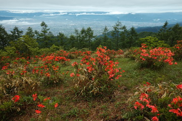 【山梨県】甘利山のレンゲツツジ