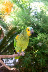 Beautiful green amazon parrot among green branches of palm trees