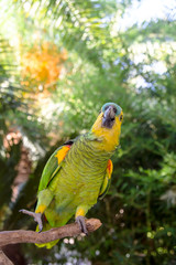 Beautiful green amazon parrot among green branches of palm trees