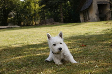 Fototapeta na wymiar West Highland White Terrier Welpe sitzt im Gras