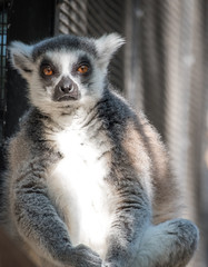 Lemur relaxing 