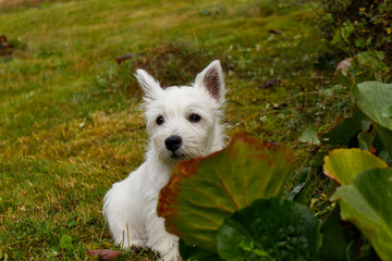 West Highland White Terrier Welpe sitzt im Gras