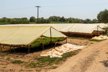 Awnings for drying tobacco (Nicotiana tabacum) in the foothills