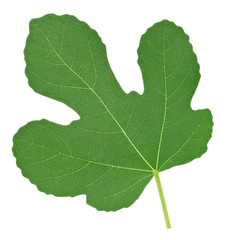 green leaf fig isolated on white background