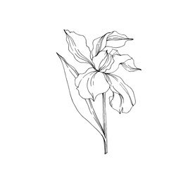 Vector Iris floral botanical flowers. Black and white engraved ink art. Isolated irises illustration element.