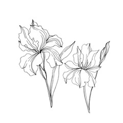 Vector Iris floral botanical flowers. Black and white engraved ink art. Isolated irises illustration element.