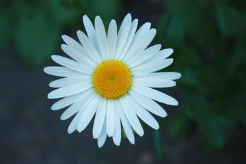 Obraz premium White daisy in the garden