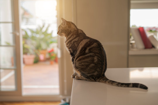 Beautiful short hair cat sitting on white table at home