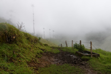 Dolina Cocora (Salento, Kolumbia)