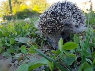 hedgehog in grass