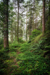 Fototapeta premium Woodland green foliage in the uk 