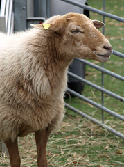 Muelheim, NRW, Germany. 2019-09-08. Sheep in a display pen at an exhibition