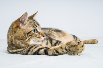 Beautiful short hair cat lying on the bed at home