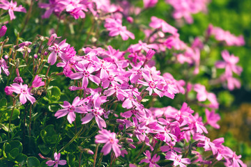 Pink flowers in the meadow, summertime outdoor background