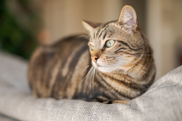 Beautiful short hair cat lying on the sofa at home