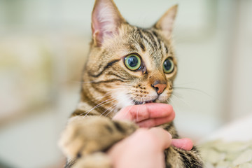 Cute short hair cat looking curious and snooping at home