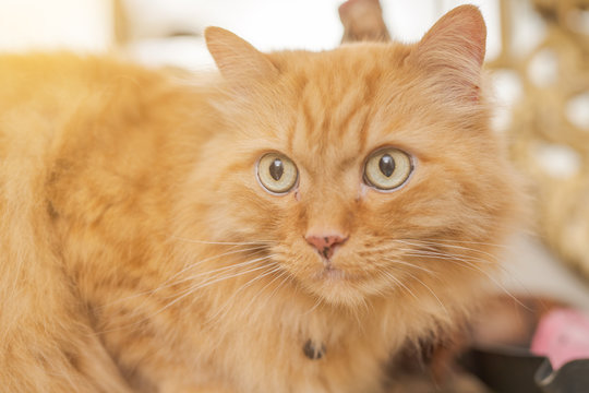 Beautiful ginger long hair cat sitting on table at home