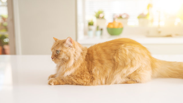 Beautiful ginger long hair cat lying on kitchen table on a sunny day at home