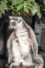 Lemur in the sun 