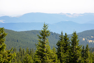 Magnificent panoramic view the coniferous forest on the mighty Carpathian Mountains and beautiful blue sky background. Beauty of wild virgin Ukrainian nature. Peacefulness.
