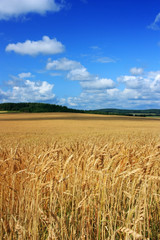 Golden ears of wheat in the field