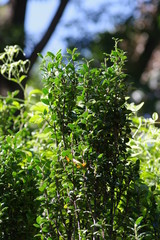 Obraz premium イヌツゲ・スカイペンシル