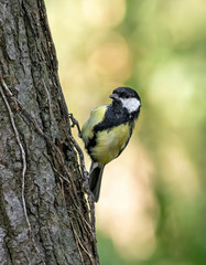 The great tit (Parus major) is a passerine bird in the tit family Paridae