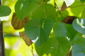 ハスノハカズラ