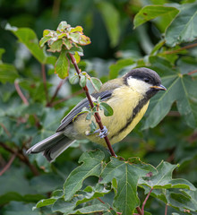 The great tit (Parus major) is a passerine bird in the tit family Paridae