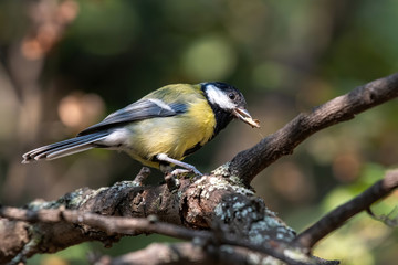 The great tit (Parus major) is a passerine bird in the tit family Paridae