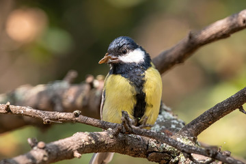 The great tit (Parus major) is a passerine bird in the tit family Paridae