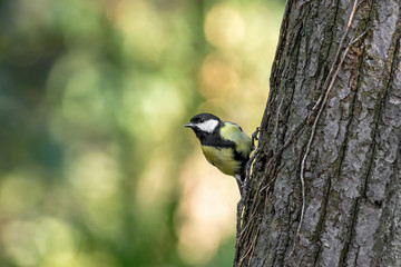 The great tit (Parus major) is a passerine bird in the tit family Paridae
