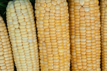 Corn kernels of Golden color, macro