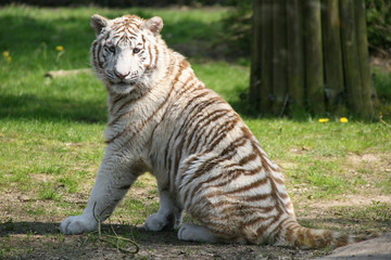 Fototapeta na wymiar white tiger in a zoo in france