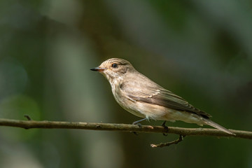 Spotted Flycatcher ( Muscicapa striata) sitting on the branch in the forest.