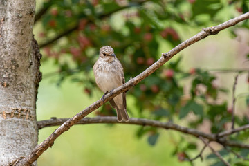 Spotted Flycatcher ( Muscicapa striata) sitting on the branch in the forest.