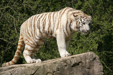 white tiger in a zoo in france