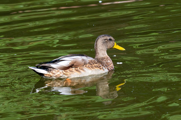 Young Male Mallard duck, mallard, Eurasian wild duck, Anas platyrhynchos.