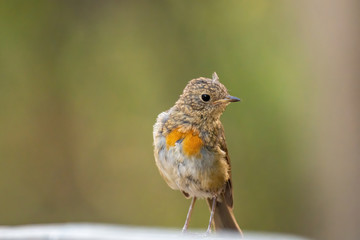 The European robin (Erithacus rubecula) in garden