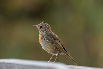 The European robin (Erithacus rubecula) in garden