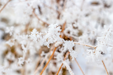 Dried wild field plant covered with frost, texture background