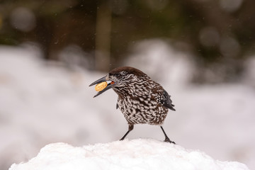 Spotted Nutcracker (Nucifraga caryocatactes) in winter forest.