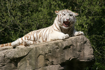 white tiger in a zoo in france